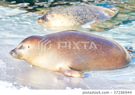 Seagull seal taking a nap 37286944