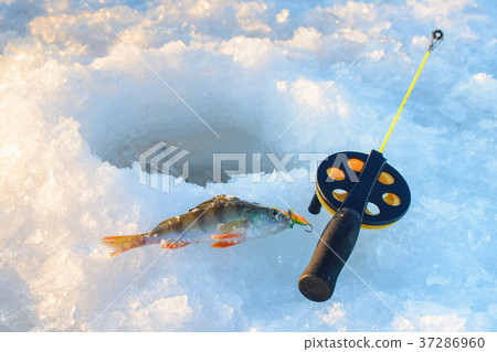 Perch fish with rod lying on the ice, closeup 37286960