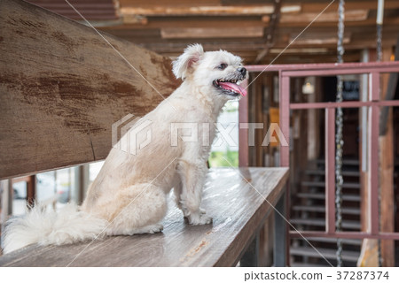 Dog sitting in cafe looking at something 37287374