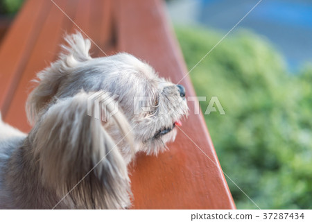 Dog sitting in cafe looking at something 37287434