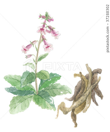 Local yellow flowers and roots 37288302