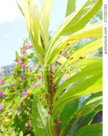 Aphids Aphids 37288388