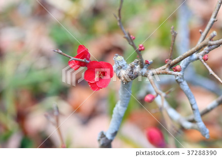 模糊的鮮花 37288390