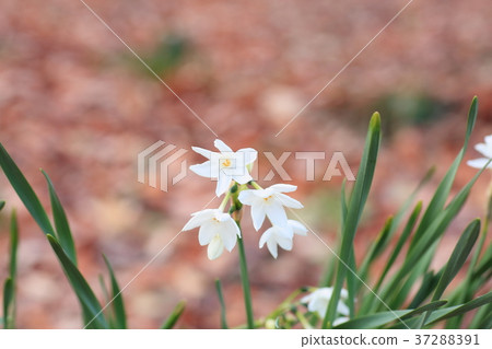 水仙花花 37288391