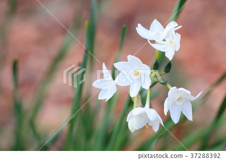 水仙花花 37288392