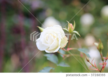 冬天玫瑰鮮花 37288393