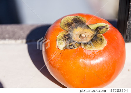 柿子 37288394