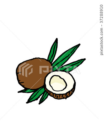 椰子插圖 37288910