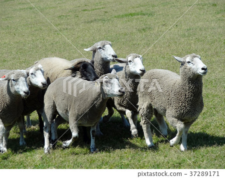 A flock of running sheep. 2014/5/11 A flock of running sheep. 2014/5/11 37289171