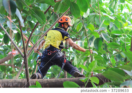 arborist cutting a tree with a chainsaw 37289633