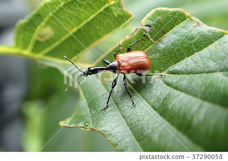 Otoshibumi (Namiotoshibumi) Apoderus jekelii 37290058