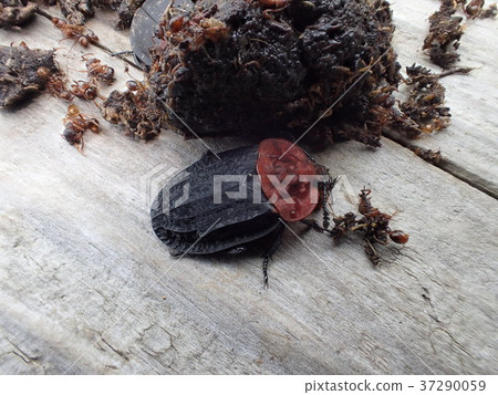 Biroud Hiratashidushi Oiceoptoma thoracium 37290059