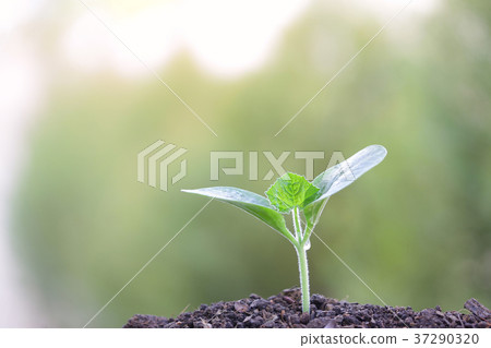 Small green planting 37290320