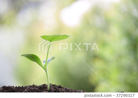 Growing green tree 37290327