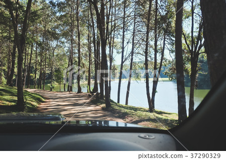 pine forest 37290329