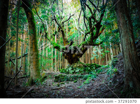 [Chiba] Oiso離開了一個廢棄的村莊 37291070