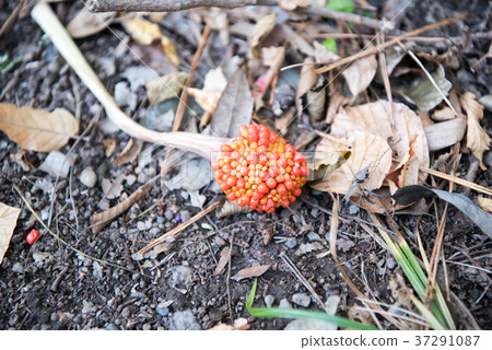 武藏麻美果 武藏麻美果 37291087