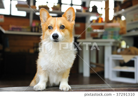 Dog, welsh corgi, corgi, dog, hairy child, pet, expression Dog, welsh corgi, corgi, dog, hairy child, pet, expression 37291310