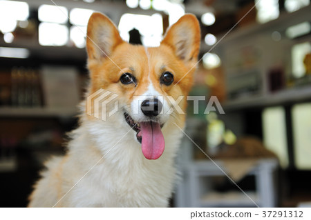 Dog, welsh corgi, corgi, dog, hairy child, pet, expression Dog, welsh corgi, corgi, dog, hairy child, pet, expression 37291312