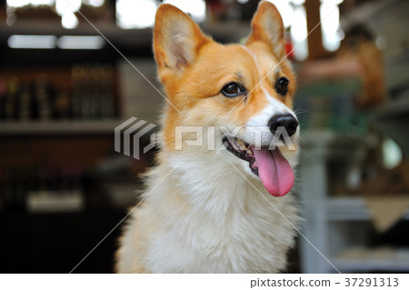 Dog, welsh corgi, corgi, dog, hairy child, pet, expression Dog, welsh corgi, corgi, dog, hairy child, pet, expression 37291313