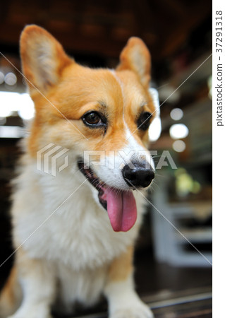 Dog, welsh corgi, corgi, dog, hairy child, pet, expression Dog, welsh corgi, corgi, dog, hairy child, pet, expression 37291318