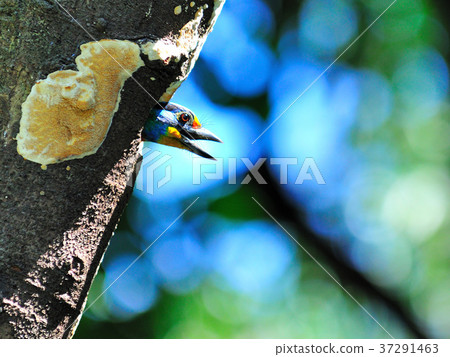 五色鳥,啄木鳥,鳥巢,多彩,餵食,飛禽,鳥類,鳥,樹 五色鳥,啄木鳥,鳥巢,多彩,餵食,飛禽,鳥類,鳥,樹 37291463