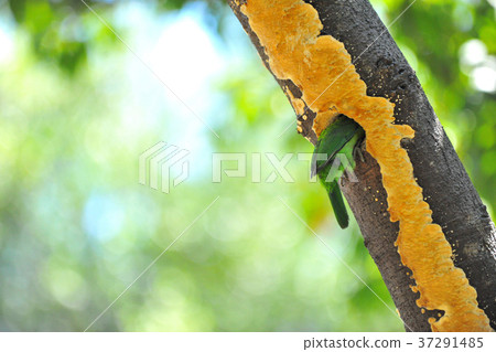 Five-color bird, woodpecker, nest, colorful, feeding, birds, birds, birds, trees 37291485
