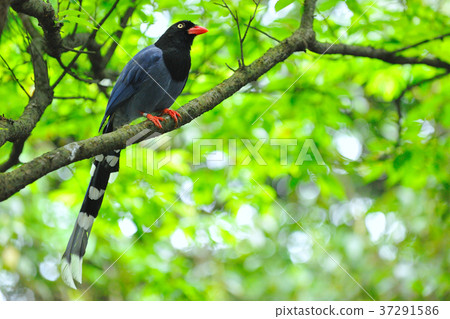 臺灣藍鵲,藍鵲,藍色的鳥,藍色,飛禽,鳥類,鳥,樹 37291586