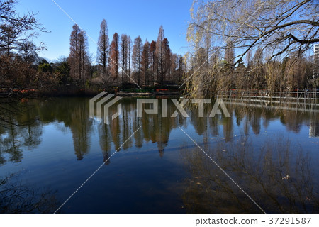 Inokashira Onshi Park Inokashira池塘 37291587