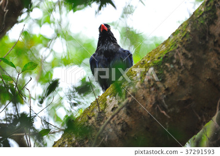 臺灣藍鵲,藍鵲,藍色的鳥,藍色,飛禽,鳥類,鳥,樹 37291593