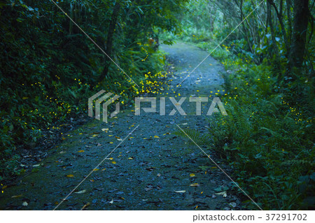 Firefly, glowing, shiny, fluorescent, active, green, insect, natural ecology 37291702