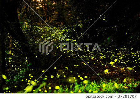 Firefly, glowing, shiny, fluorescent, active, green, insect, natural ecology 37291707
