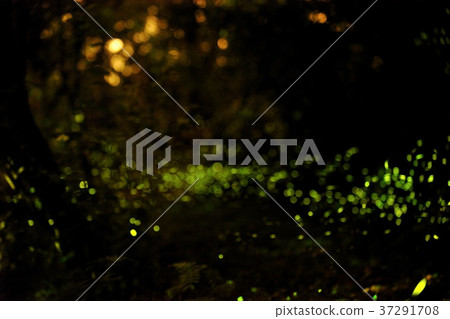 Firefly, glowing, shiny, fluorescent, active, green, insect, natural ecology 37291708