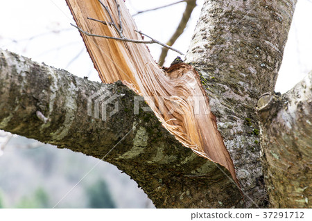 破碎的櫻桃樹 37291712