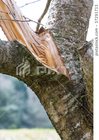 破碎的櫻桃樹 37291713