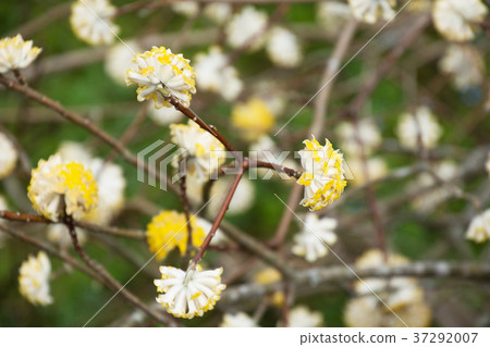 三朵花 三朵花 37292007