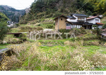 三鷹開花的農村 三鷹開花的農村 37292033