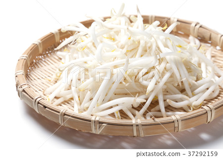 豆芽 37292159