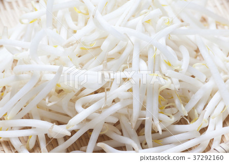 豆芽 37292160