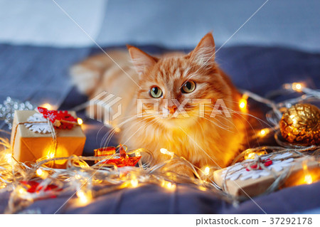 Cute ginger cat with shining light bulbs and gifts Cute ginger cat with shining light bulbs and gifts 37292178