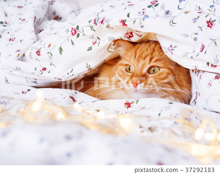 Cute ginger cat in bed with shining light bulbs Cute ginger cat in bed with shining light bulbs 37292183