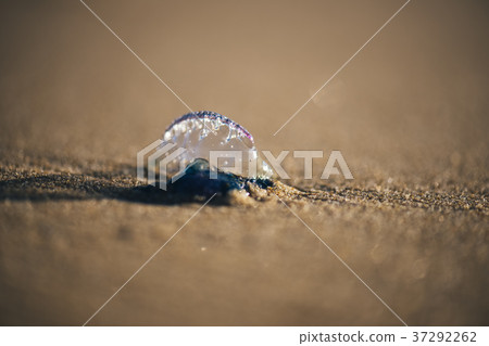 Sunshine beach at Noosa, Sunshine Coast 37292262
