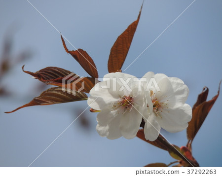 Cherry blossom blue background 37292263