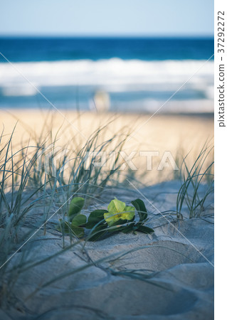 Sunshine beach at Noosa, Sunshine Coast Sunshine beach at Noosa, Sunshine Coast 37292272