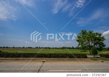 road and rice field and blue sky with cloud road and rice field and blue sky with cloud 37292367