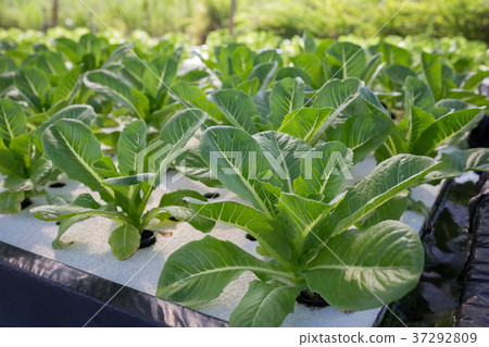 Hydroponics vegetables Green Cos in plan Hydroponics vegetables Green Cos in plan 37292809
