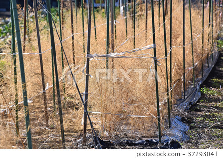 Asparagus dry field (January) 37293041