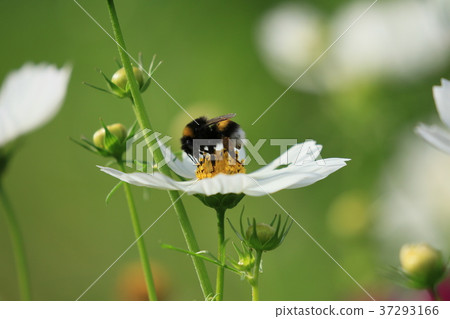 鮮花和蜜蜂 37293166