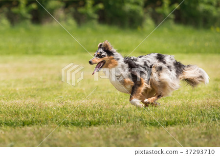 A beautiful Australian Shepherd playing outside A beautiful Australian Shepherd playing outside 37293710