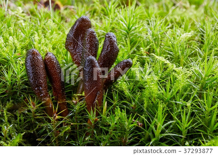 Fungus Elaphocordyceps ophioglossoides Fungus Elaphocordyceps ophioglossoides 37293877